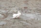 Fancy Indian Fantail female pigeon for sale