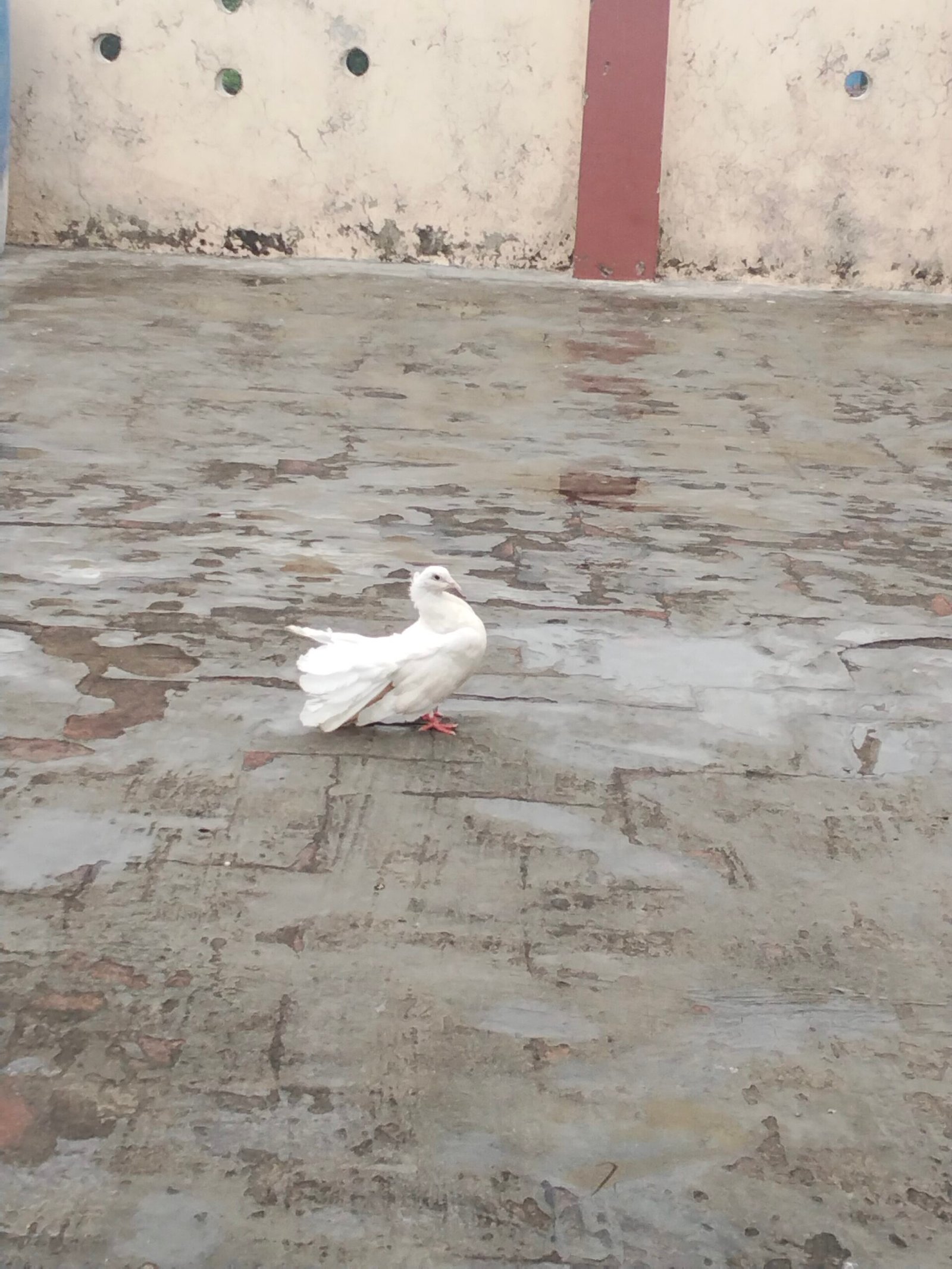 Fancy Indian Fantail female pigeon for sale