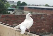 Fancy Indian Fantail female pigeon for sale