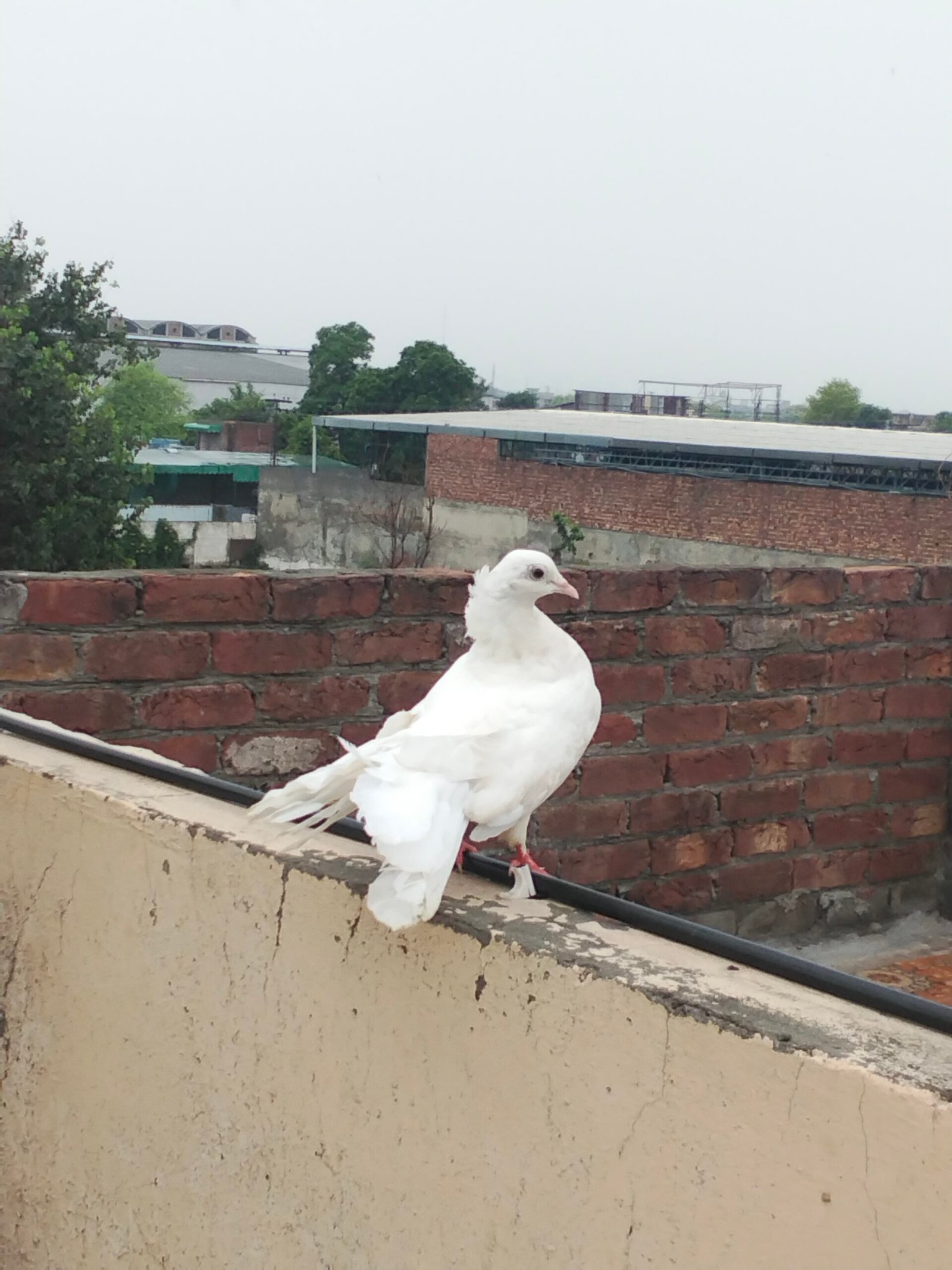 Fancy Indian Fantail female pigeon for sale