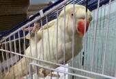 Ringneck