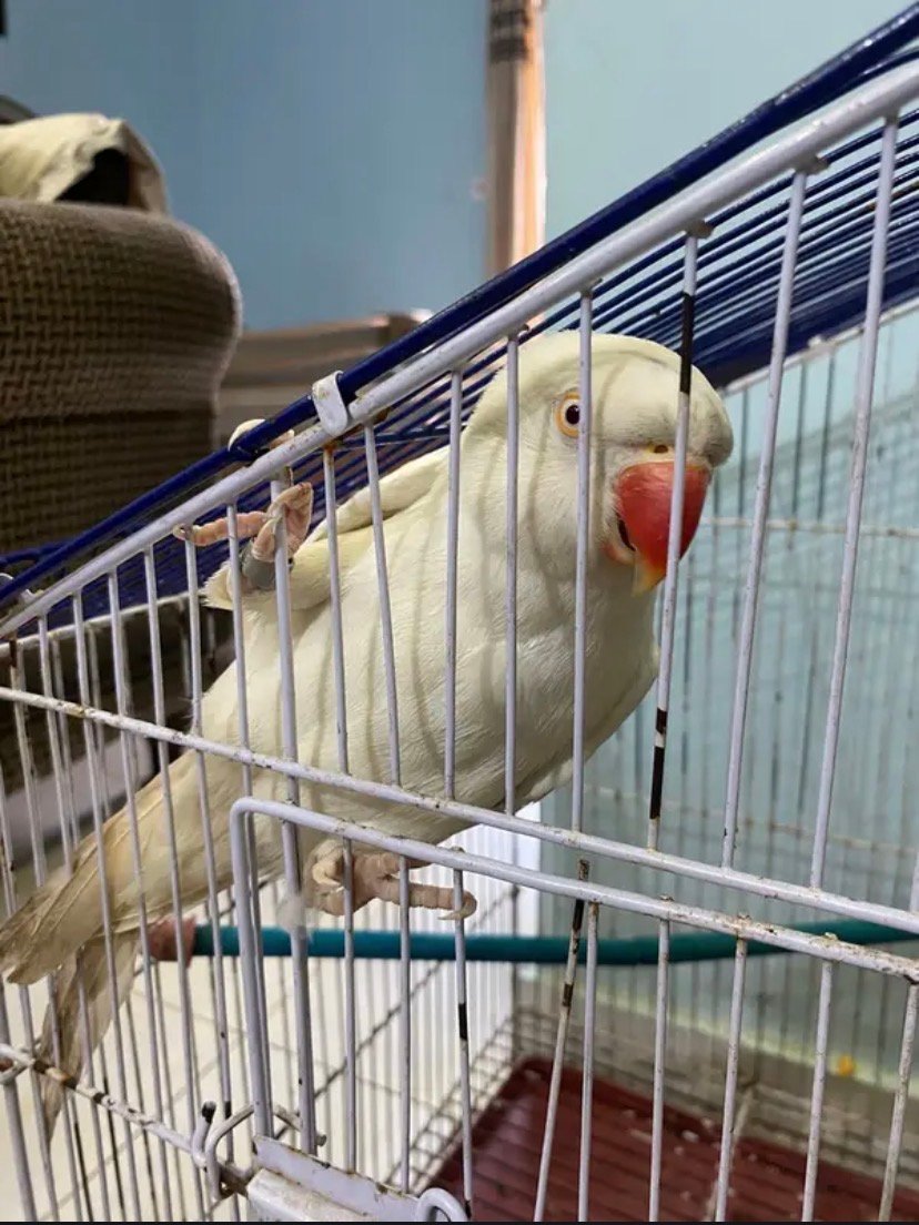 Ringneck