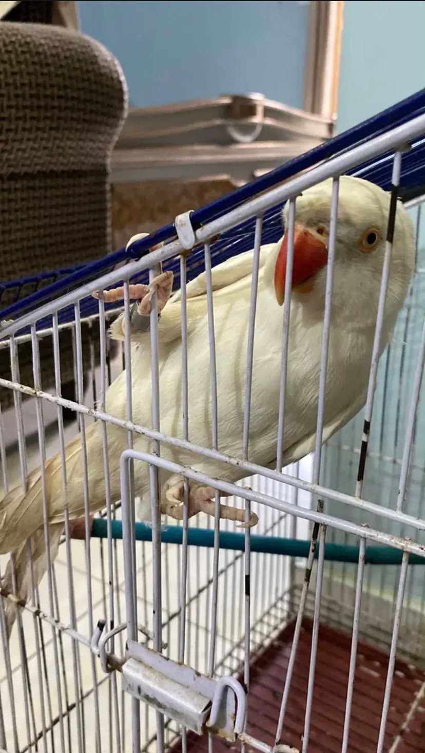 Ringneck