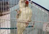 Ringneck