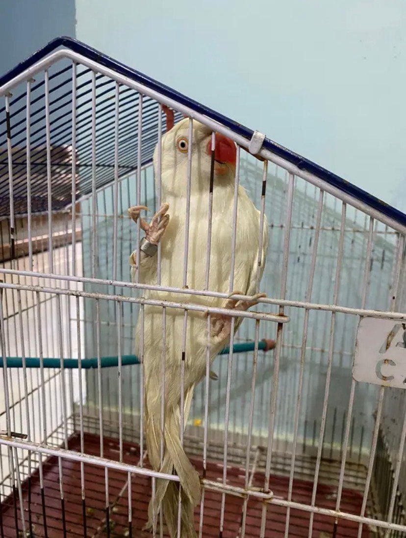Ringneck
