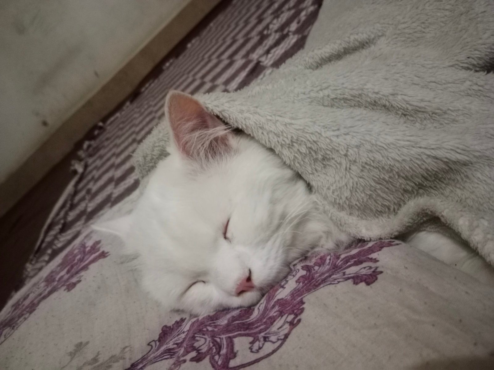 Cute male