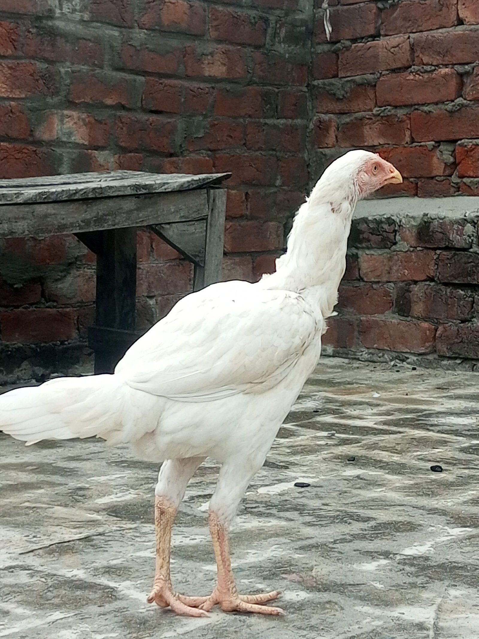 Heeri aseel pathi for sale