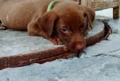 German pointer puppy female full active urjent sale