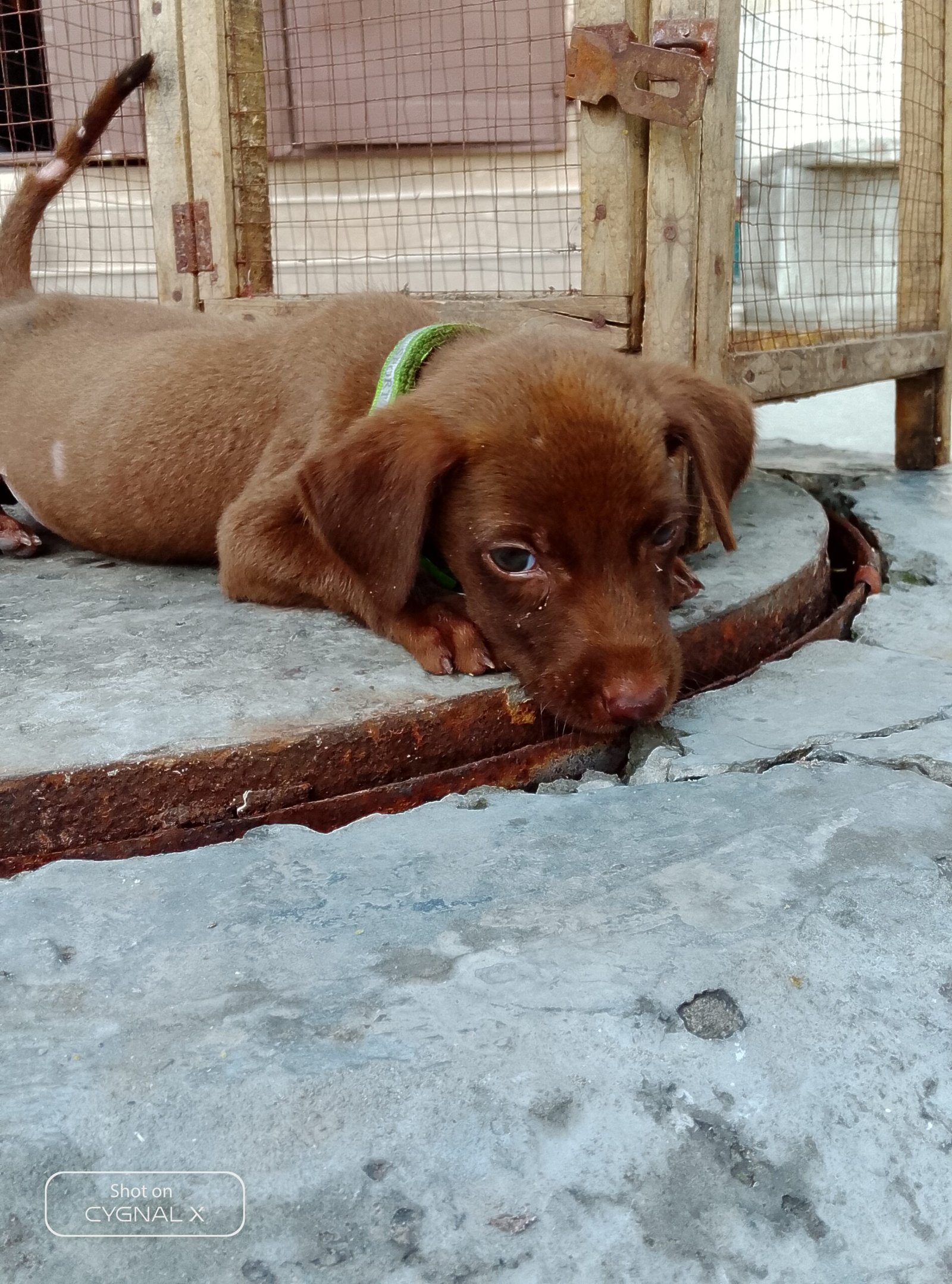 German pointer puppy female full active urjent sale