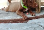 German pointer puppy female full active urjent sale