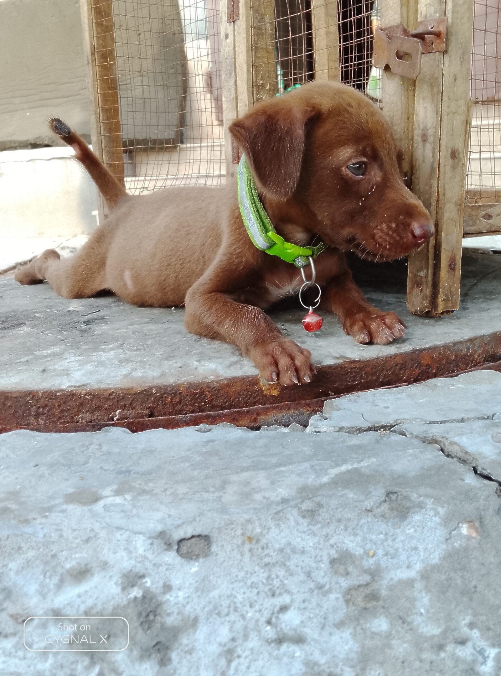 German pointer puppy female full active urjent sale