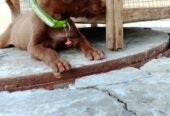 German pointer puppy female full active urjent sale