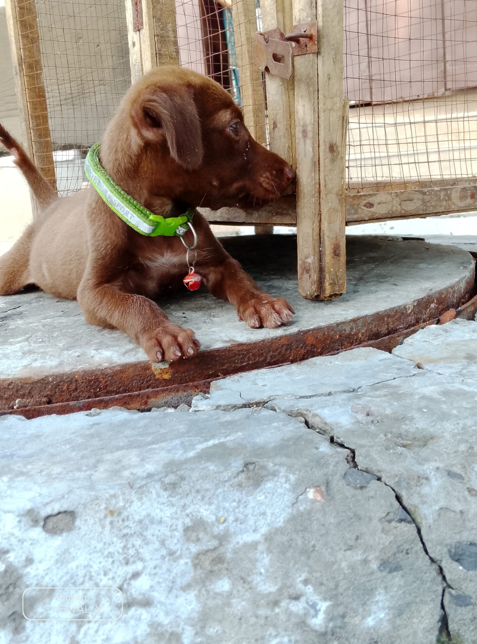 German pointer puppy female full active urjent sale