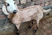Makhi Cheeni Female For Sale