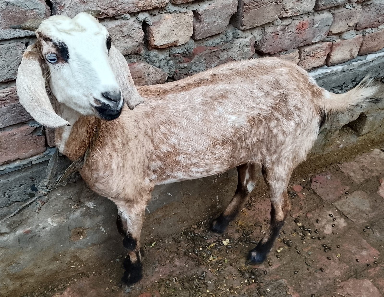 Makhi Cheeni Female For Sale
