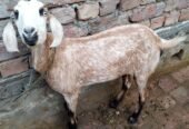 Makhi Cheeni Female For Sale