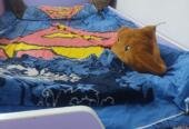Kids bunk bed 4 sale in very good condition….u can check