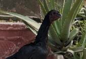 Aseel pure dragon