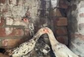 Mianwali Aseel Chicks For Sale