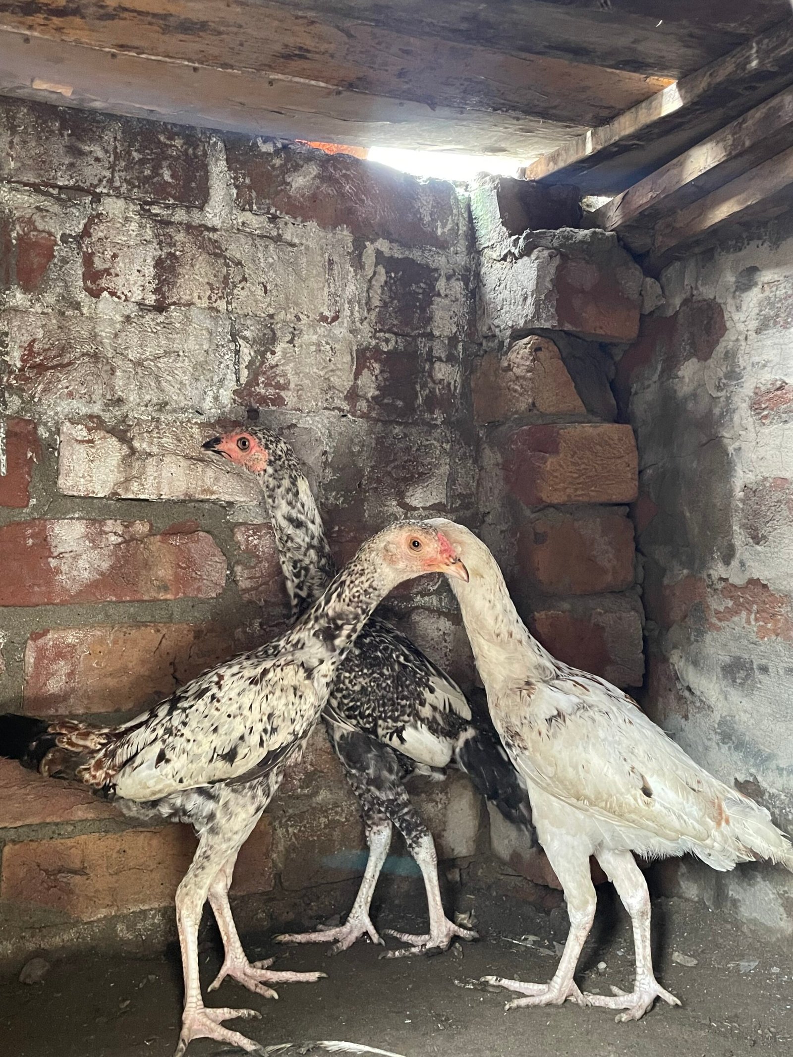 Mianwali Aseel Chicks For Sale