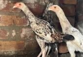 Mianwali Aseel Chicks For Sale