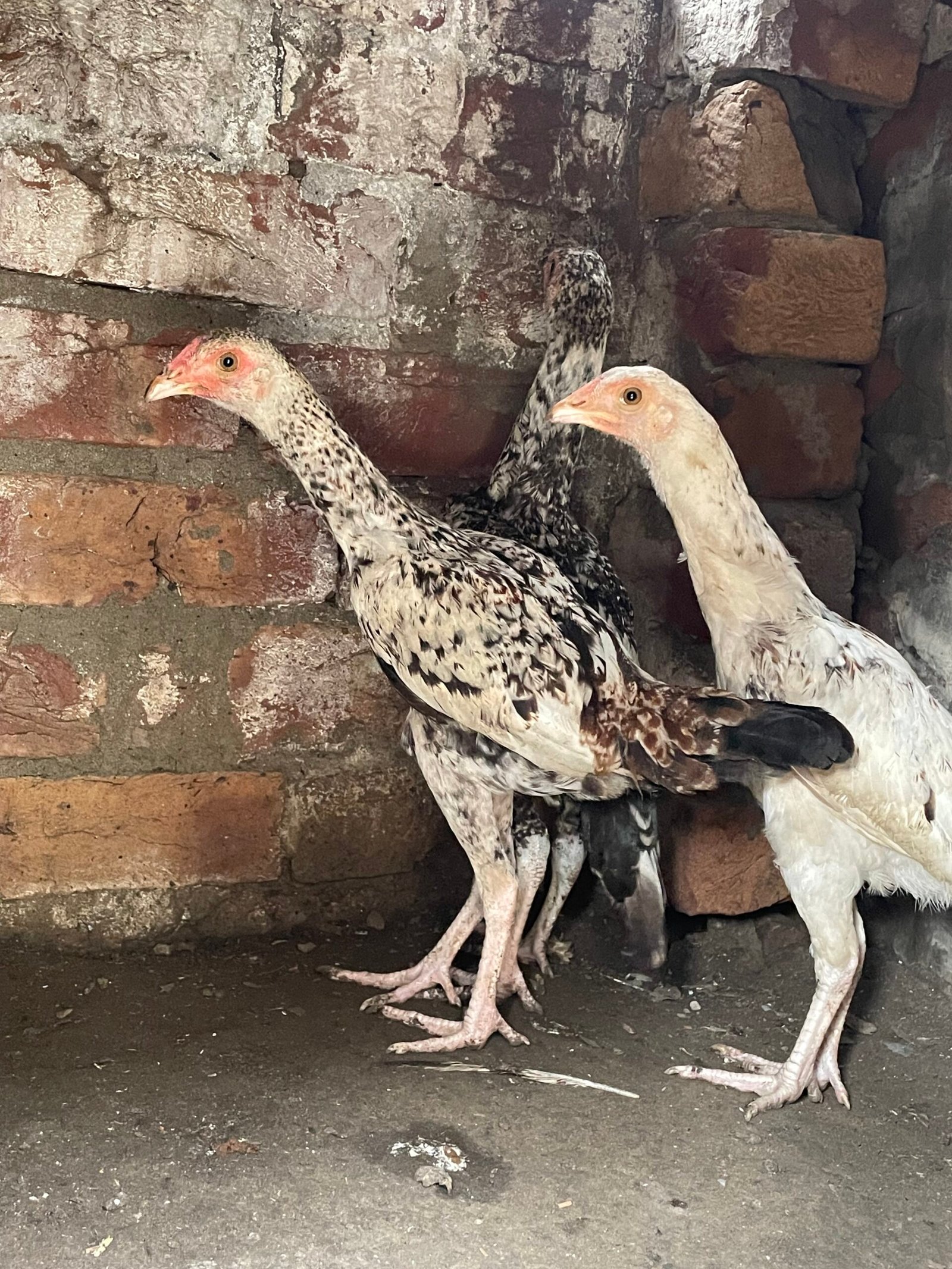Mianwali Aseel Chicks For Sale