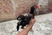 Mianwali Aseel Chicks For Sale