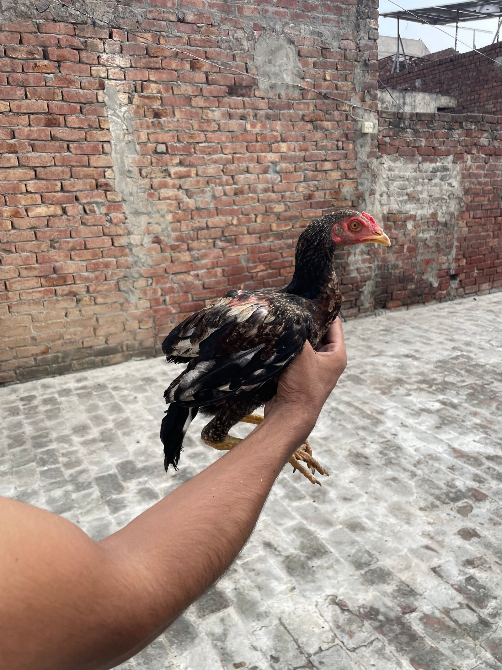 Mianwali Aseel Chicks For Sale