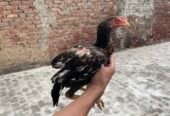 Mianwali Aseel Chicks For Sale