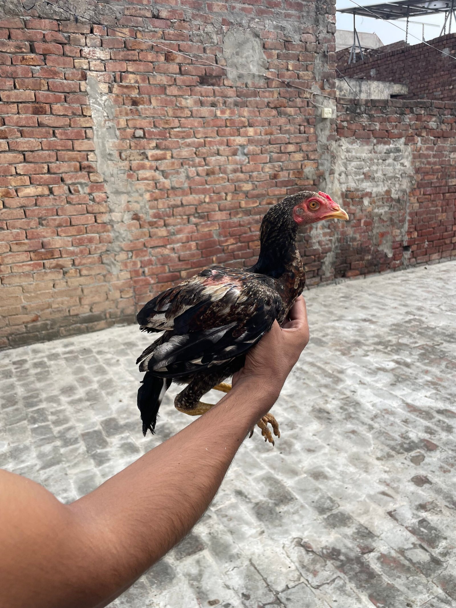Mianwali Aseel Chicks For Sale