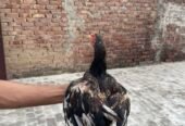 Mianwali Aseel Chicks For Sale