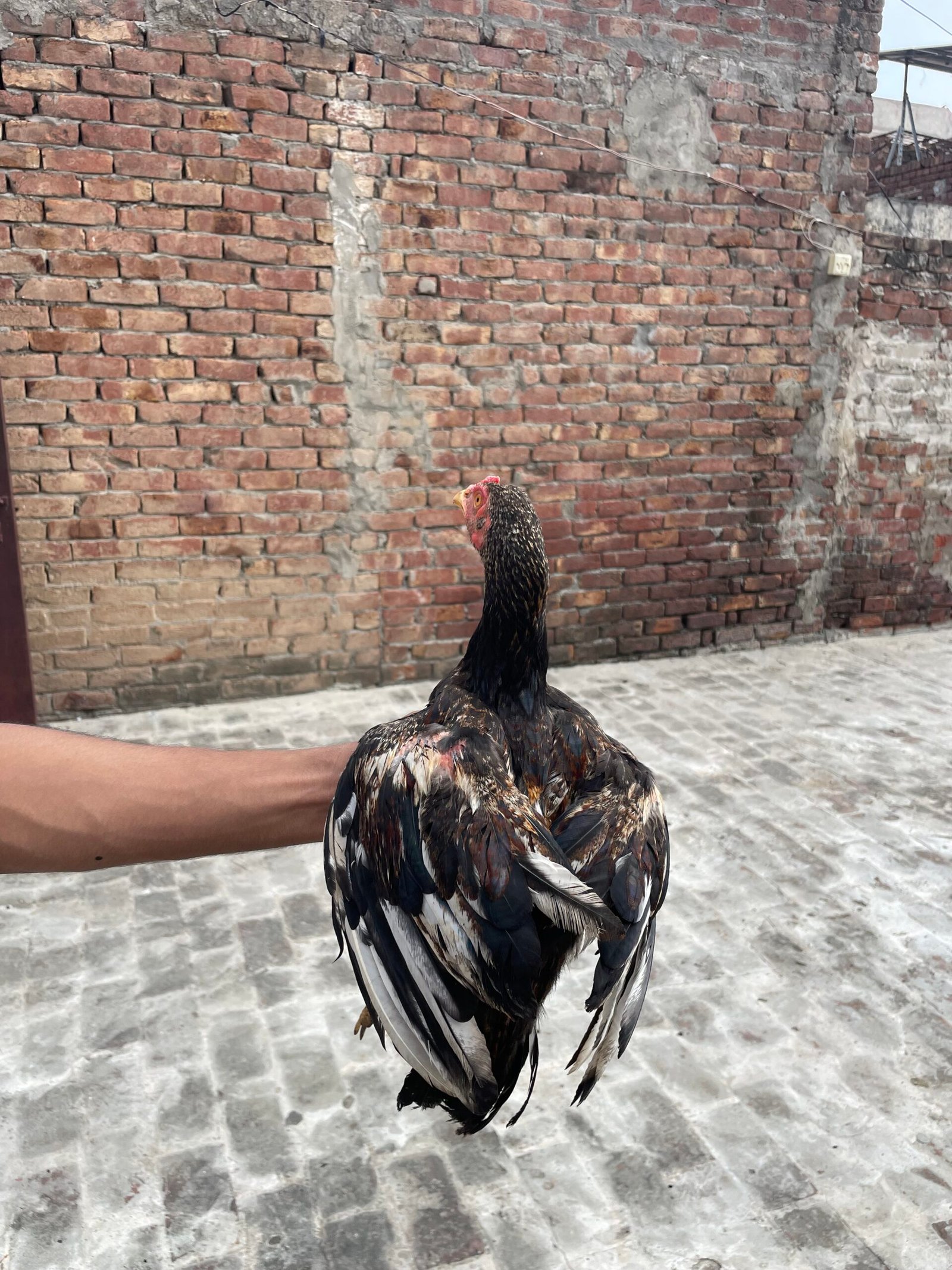 Mianwali Aseel Chicks For Sale