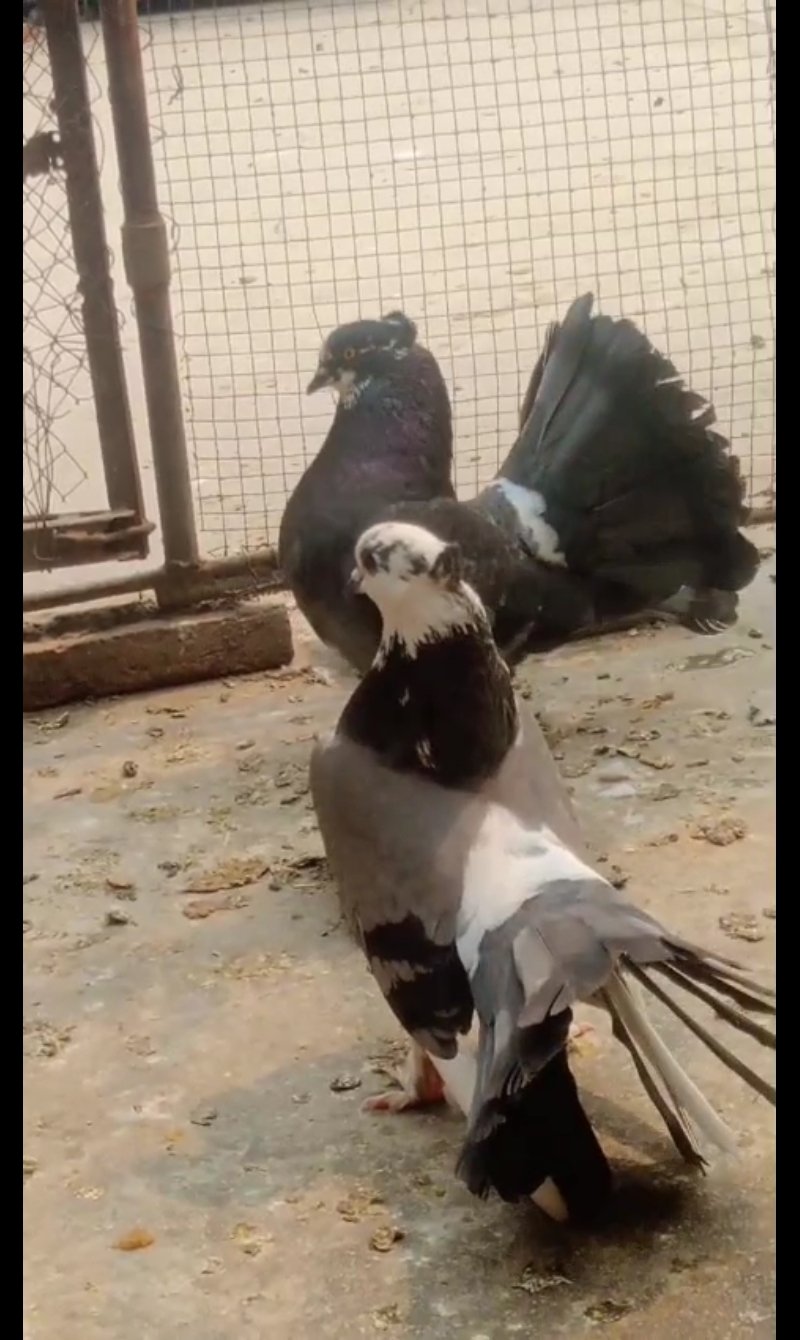 Laka breeder pair for sale