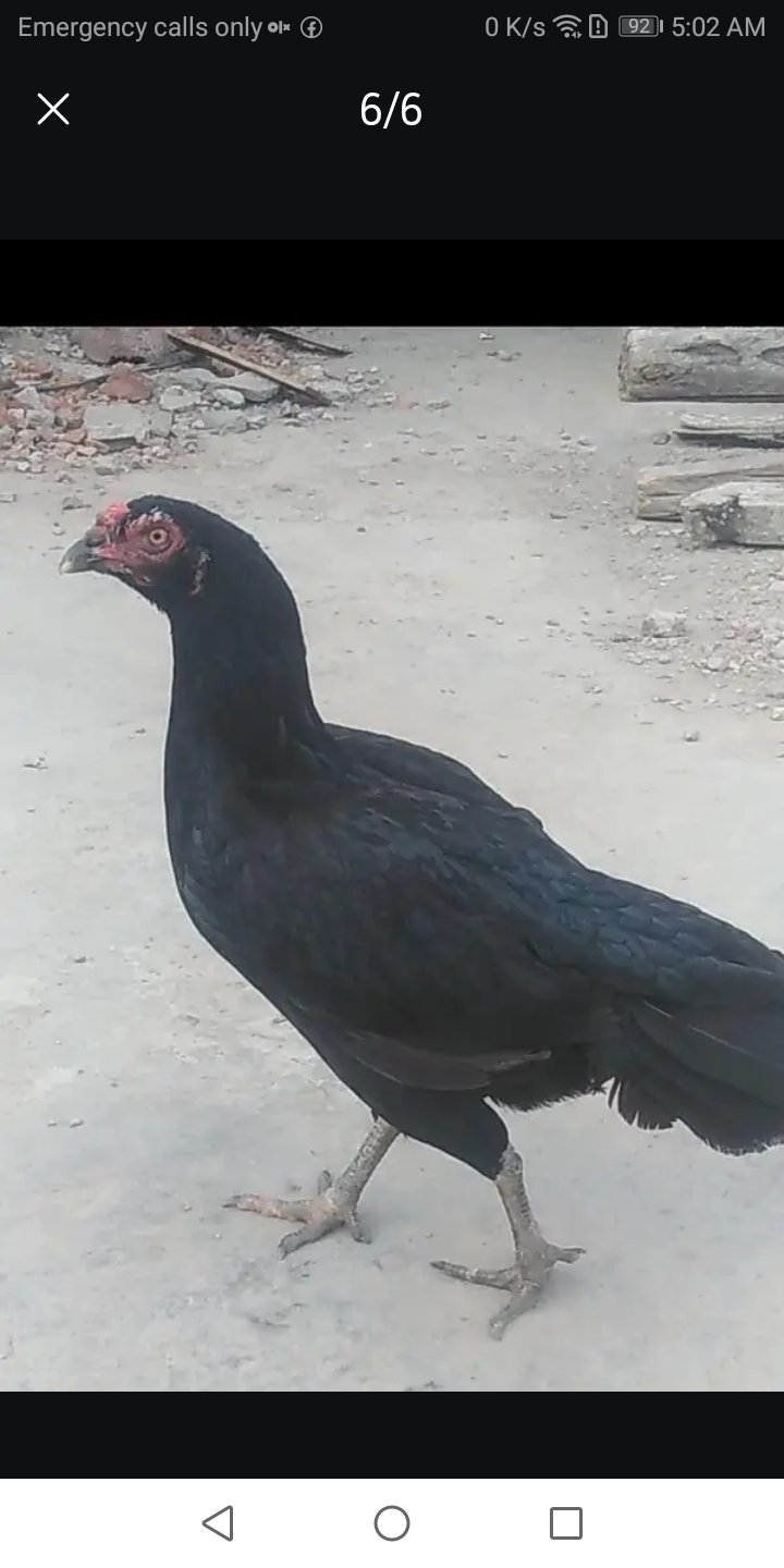 For sale aseel murgian