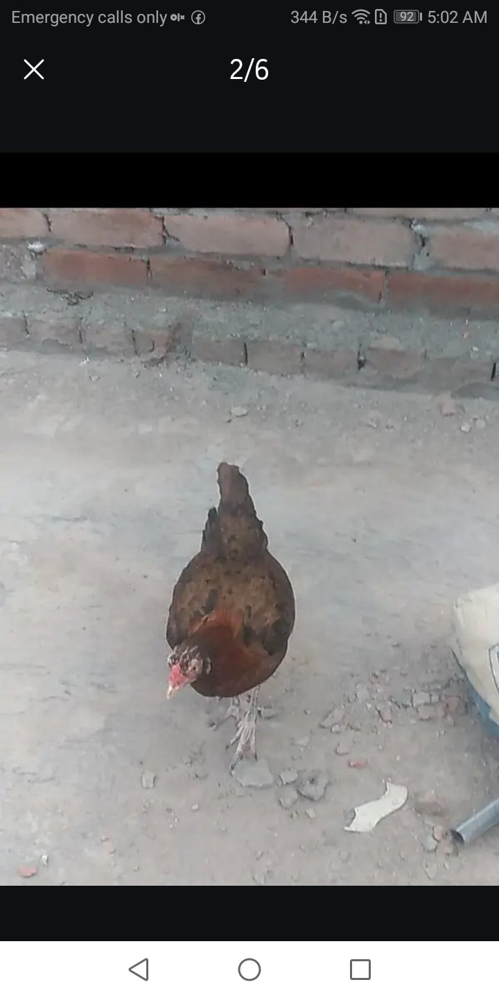 For sale aseel murgian