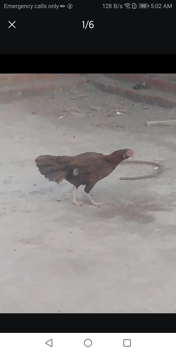 For sale aseel murgian