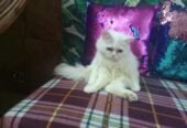 Persian kitten