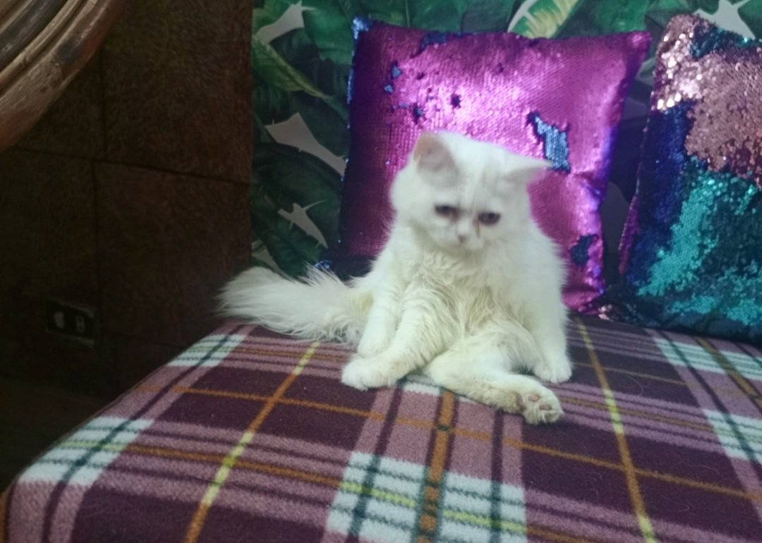 Persian kitten