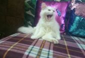 Persian kitten