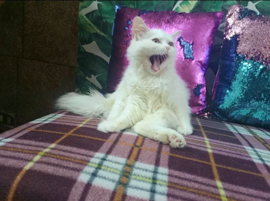 Persian kitten