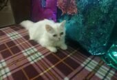 Persian kitten