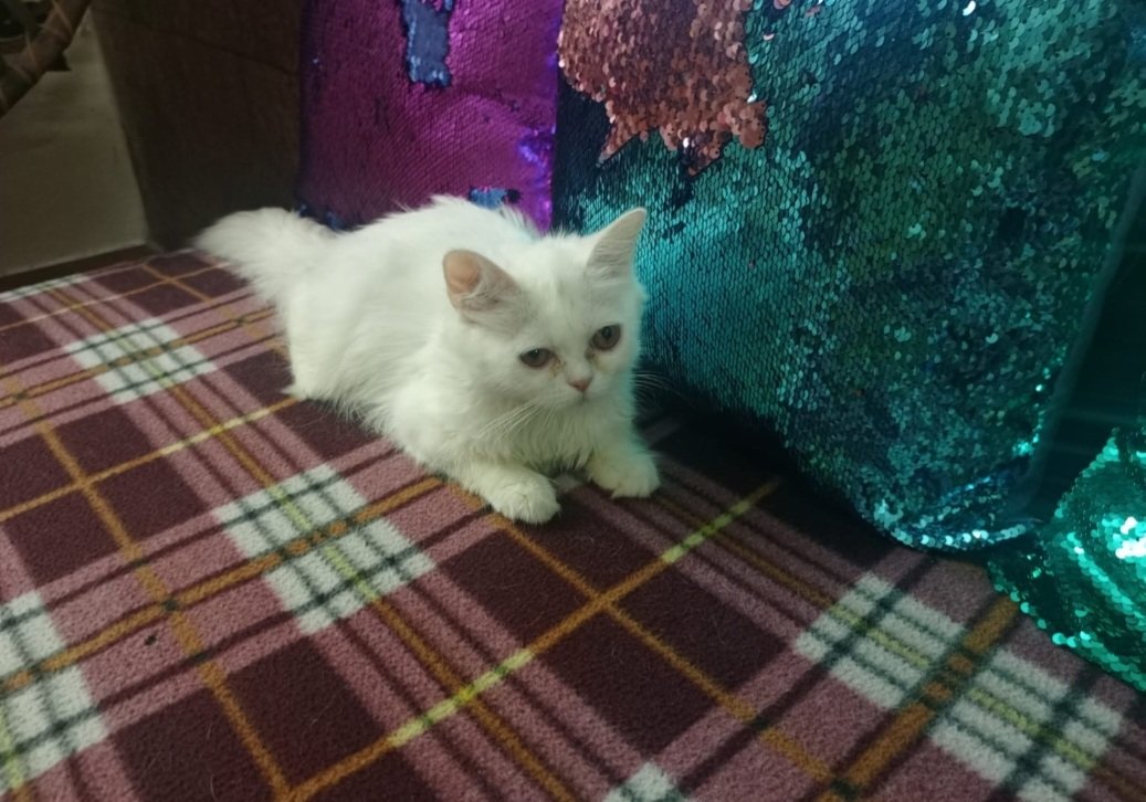 Persian kitten
