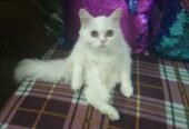 Persian kitten