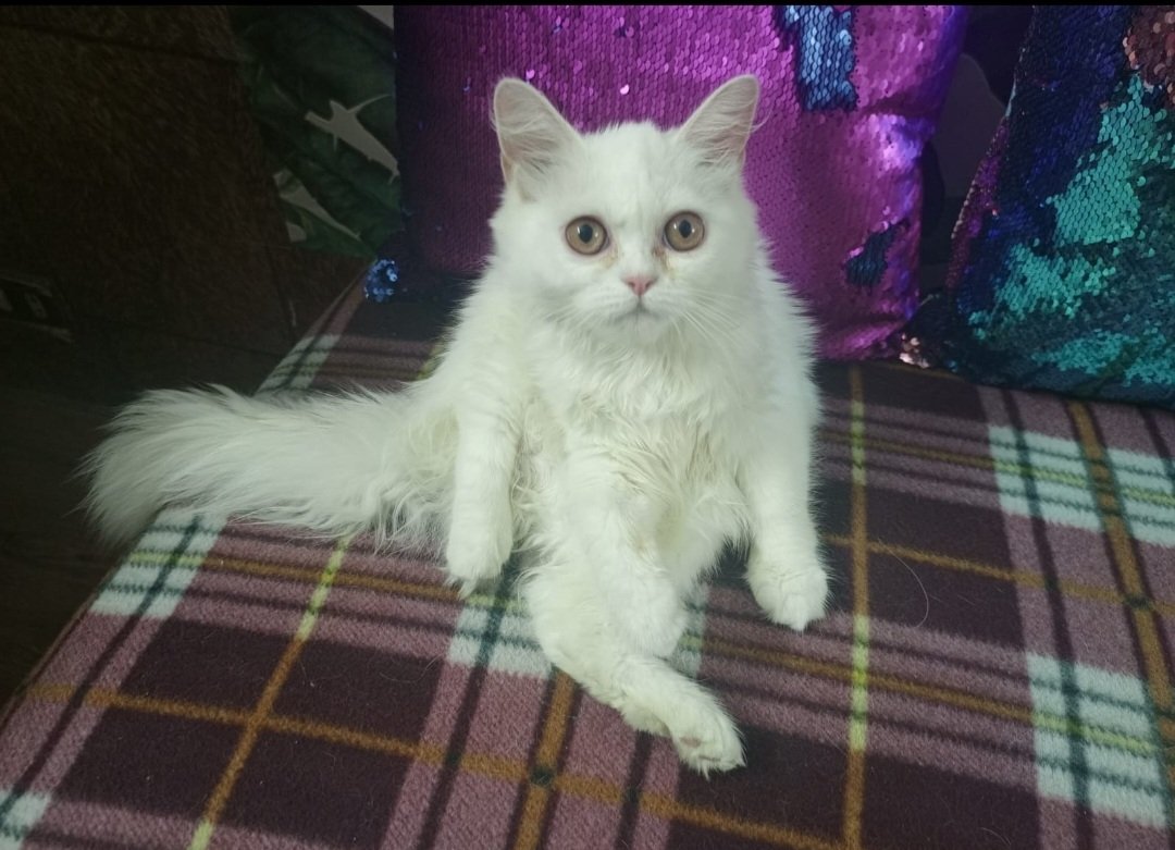 Persian kitten