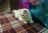 Persian kitten