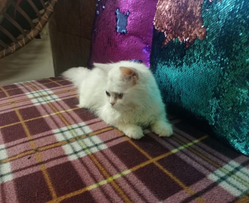 Persian kitten