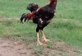 Aseel murgh