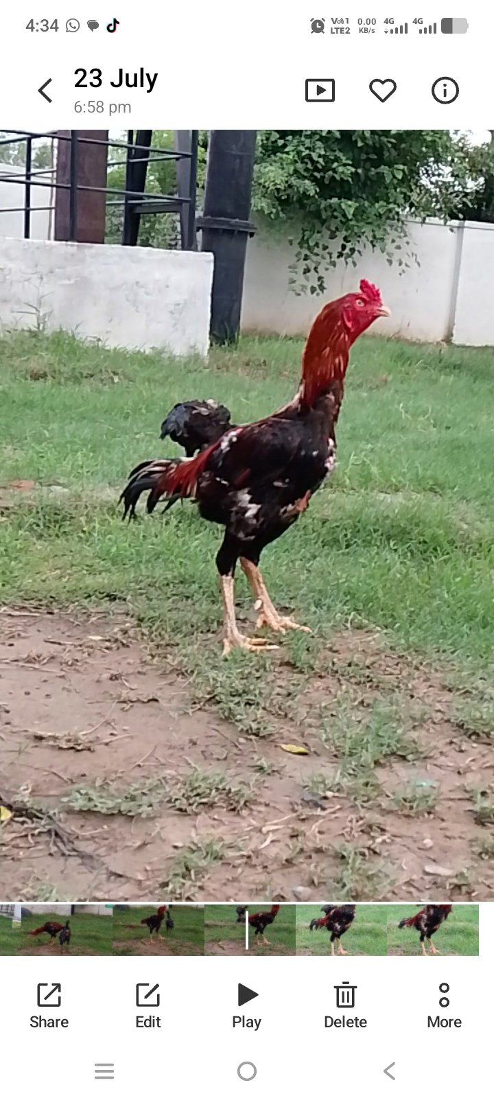 Aseel murgh