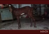 Nagra Bakra for Sale