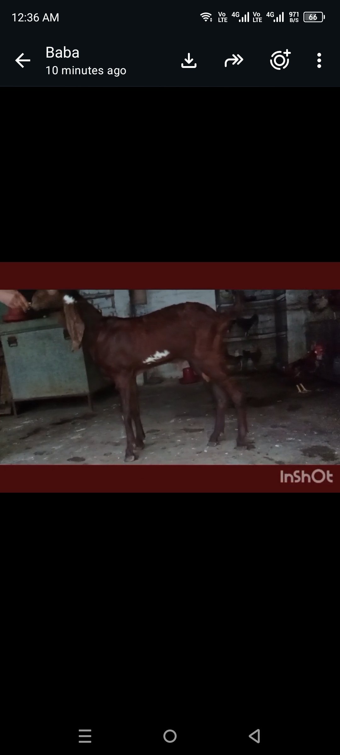 Nagra Bakra for Sale